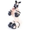 Kit complet Puppy Bondage 14 Pièces Noir-Rouge Kit complet Puppy Bondage 14 Pièces Noir-Rouge